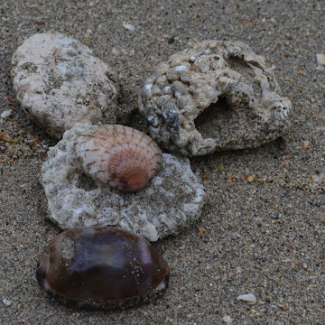 Profile photo of Sukarno